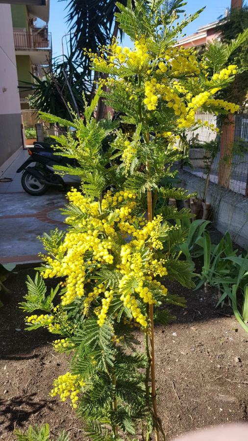 B&B Mimosa Giardini Naxos Εξωτερικό φωτογραφία